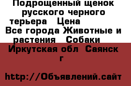 Подрощенный щенок русского черного терьера › Цена ­ 35 000 - Все города Животные и растения » Собаки   . Иркутская обл.,Саянск г.